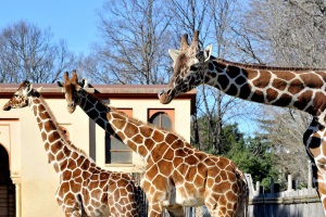 giraffebioparco