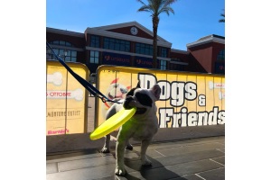 DogsFriends ValmontoneOutlet 2017